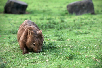 Wombats in Australien