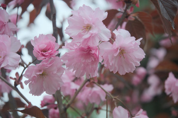 sakura flowers in spring
