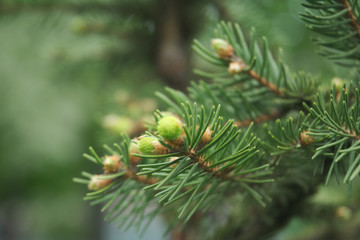 pine tree branch