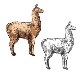 Alpaca or llama sketch South America wild animal © Vector Tradition