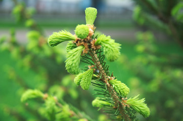 branch of a tree