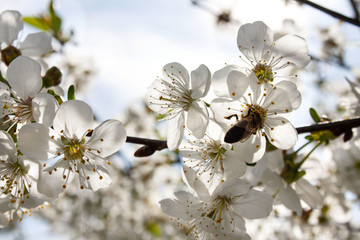 Pszczoała na kwiatach wiśni