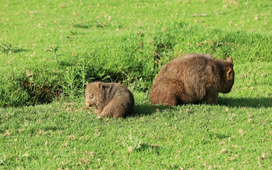 Wombats in Australien