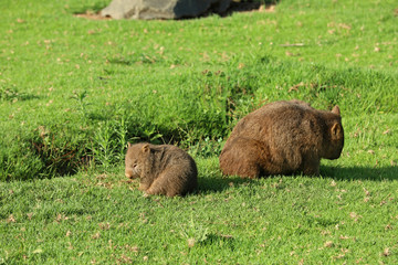Wombats in Australien