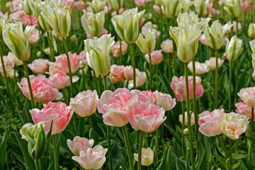 bunte Tulpen im Frühling