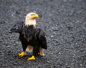 Bald Eagles