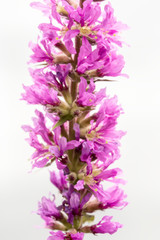 Fototapeta premium Blurred photo of purple loosestrife (Lythrum salicaria), a perennial herb on a blurred background. Macro.