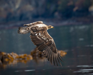 Bald Eagles