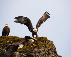 Bald Eagles
