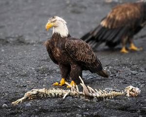 Bald Eagles