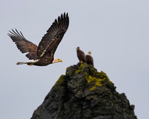 Bald Eagles
