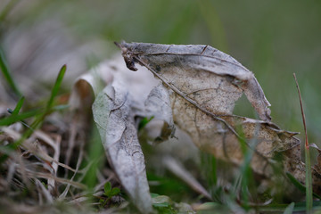 feuille morte