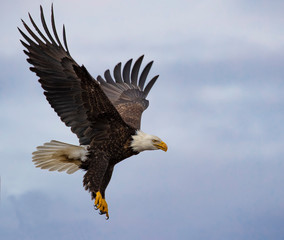 Fototapeta premium Bald Eagles