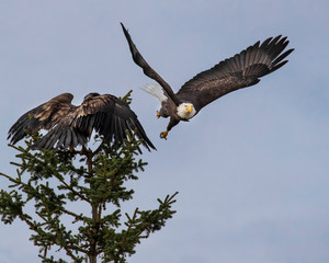 Bald Eagles