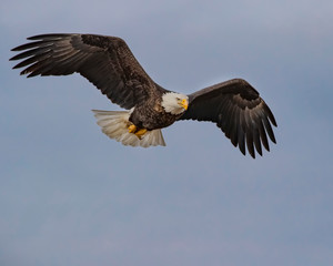 Bald Eagles