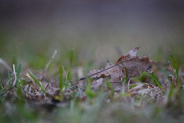 feuille morte