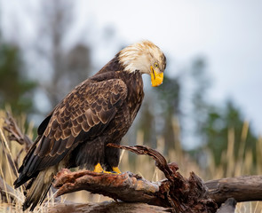 Bald Eagles