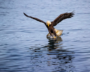 Bald Eagles