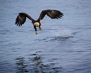 Bald Eagles