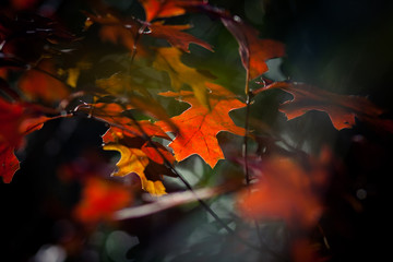autumn leaves