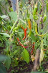 Hot pepper pods ripen in farm greenhouse