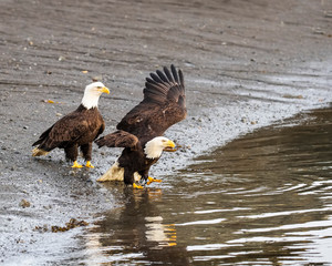 Bald Eagles