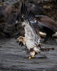 Bald Eagles