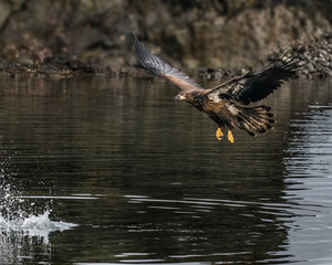 Bald Eagles