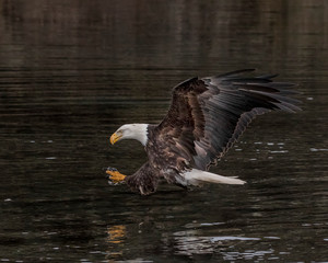 Bald Eagles