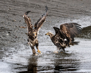 Bald Eagles