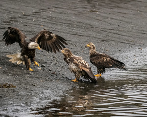 Bald Eagles