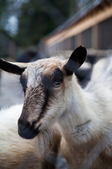 Sheep of different ages on the farm
