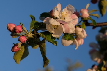 Kwitnąca jabłoń - drzewo owocowe wiosną - obrazy, fototapety, plakaty