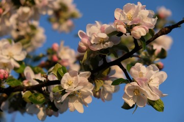 Fototapeta na wymiar Kwitnąca jabłoń - drzewo owocowe wiosną
