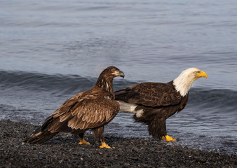 Bald Eagles
