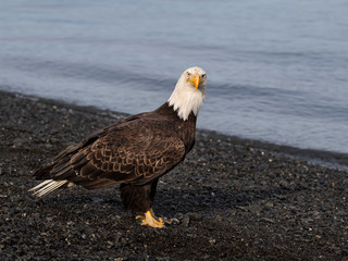 Bald Eagles