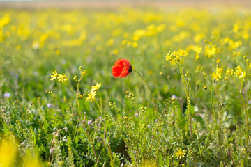  A single red Common Poppy, Papaver rhoeas, in a field of oil seed rape with soft focus and diffused background