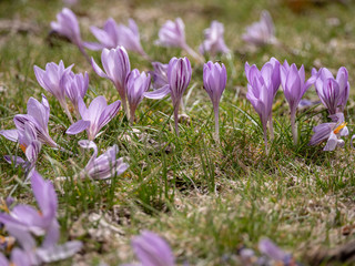 beautiful purple crocus flowering in springtime, crocuses or croci, genus of flowering plants in the iris family