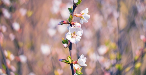 apricot blossom, heart shape blur bokeh