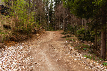 Road in a beautiful forest in the morning
