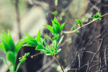 plant with trellis in garden