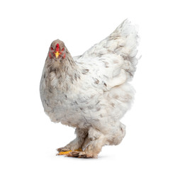 Splash colored Brahma hen, standing side ways. Isolated on white background. Head turned to camera, showing both eyes.