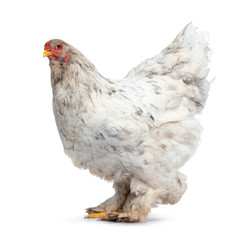 Splash colored Brahma hen, standing side ways. Isolated on white background. Head slightly turned to camera.