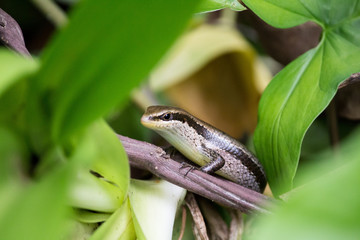 Black spotted skink (Copeoglossum nigropunctatum) in brazilian forest