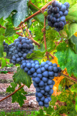 Fototapeta premium Grape Vine