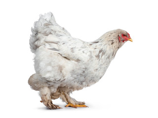 Splash colored Brahma hen, standing / walking side ways. Isolated on white background. Looking straight ahead.