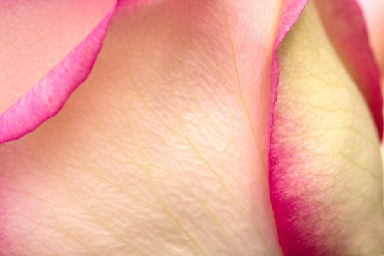 Macro of pinkk rose petals