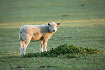 cute little lambs on fresh green meadow