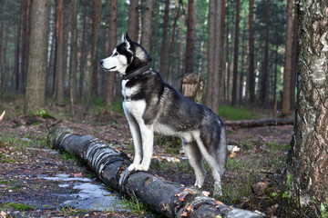 Dog breed Siberian Husky in the spring forest