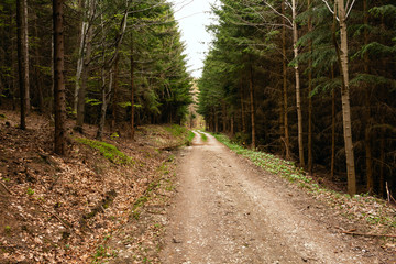 Fototapeta premium Road in a beautiful forest in the morning